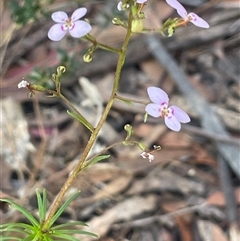 Stylidium laricifolium (Giant Triggerplant, Tree Triggerplant) at Tianjara, NSW - 13 Sep 2024 by JaneR