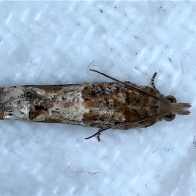 Crocidosema plebejana (Cotton Tipworm Moth) at Bulli, NSW - 13 Sep 2024 by jb2602