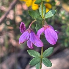 Tetratheca thymifolia (Black-eyed Susan) at Tianjara, NSW - 13 Sep 2024 by JaneR