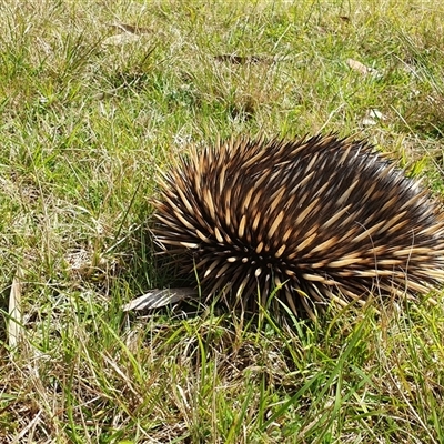 Tachyglossus aculeatus (Short-beaked Echidna) at Penrose, NSW - 14 Sep 2024 by Aussiegall