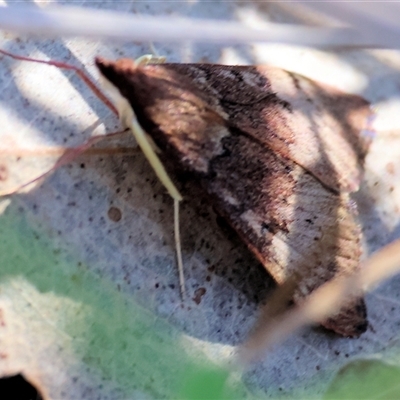 Uresiphita ornithopteralis at Albury, NSW - 9 Sep 2024 by KylieWaldon