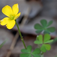 Oxalis sp. (Wood Sorrel) at Glenroy, NSW - 9 Sep 2024 by KylieWaldon