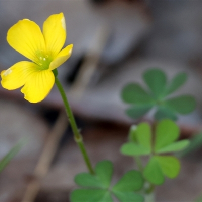 Oxalis sp. (Wood Sorrel) at Glenroy, NSW - 9 Sep 2024 by KylieWaldon