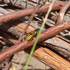 Vespula germanica (German Yellowjacket Wasp (also known as European Wasp)) at Glenroy, NSW - 9 Sep 2024 by KylieWaldon