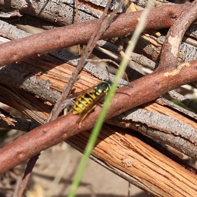 Vespula germanica (German Yellowjacket Wasp (also known as European Wasp)) at Glenroy, NSW - 9 Sep 2024 by KylieWaldon