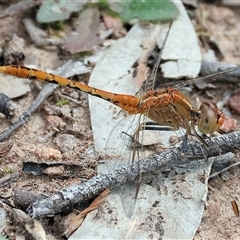 Diplacodes bipunctata (Wandering Percher) at Glenroy, NSW - 9 Sep 2024 by KylieWaldon