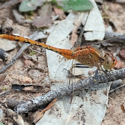 Diplacodes bipunctata (Wandering Percher) at Glenroy, NSW - 9 Sep 2024 by KylieWaldon