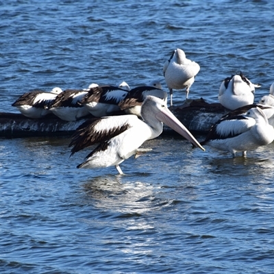 Pelecanus conspicillatus (Australian Pelican) at Barnsley, NSW - 31 Aug 2024 by LyndalT