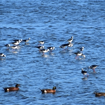 Himantopus leucocephalus (Pied Stilt) at Barnsley, NSW - 31 Aug 2024 by LyndalT