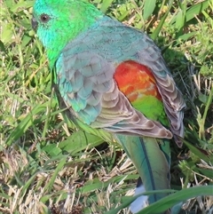 Psephotus haematonotus (Red-rumped Parrot) at Griffith, ACT - 13 Sep 2024 by RobParnell