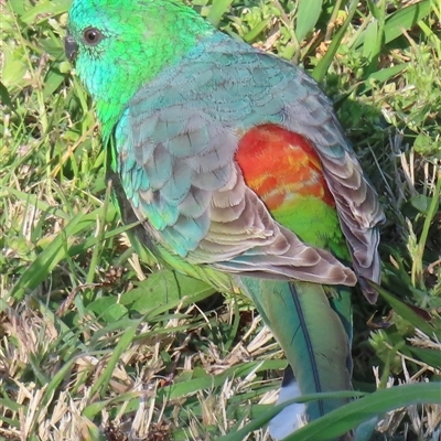 Psephotus haematonotus (Red-rumped Parrot) at Griffith, ACT - 13 Sep 2024 by RobParnell