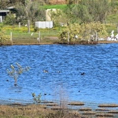 Anas gracilis (Grey Teal) at Teralba, NSW - 31 Aug 2024 by LyndalT