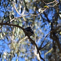 Cracticus torquatus (Grey Butcherbird) at Rangeville, QLD - 2 Sep 2024 by LyndalT