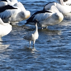 Threskiornis molucca (Australian White Ibis) at Teralba, NSW - 31 Aug 2024 by LyndalT