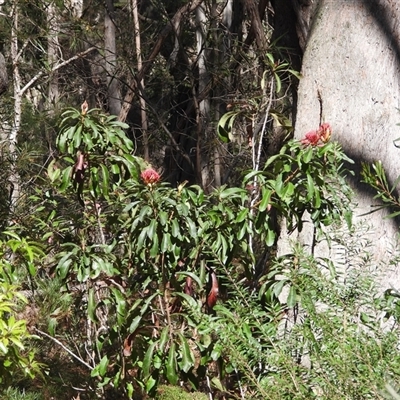 Telopea speciosissima (NSW Waratah) at Oakdale, NSW - 15 Sep 2024 by bufferzone