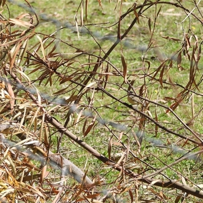 Acanthiza chrysorrhoa (Yellow-rumped Thornbill) at Oakdale, NSW - 15 Sep 2024 by bufferzone