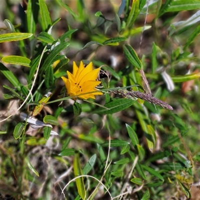 Gazania sp. (A Gazania) at Goulburn, NSW - 15 Sep 2024 by trevorpreston