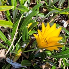 Gazania sp. at Goulburn, NSW - 15 Sep 2024 10:59 AM