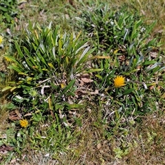 Gazania sp. at Goulburn, NSW - 15 Sep 2024 10:59 AM