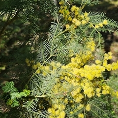 Acacia decurrens (Green Wattle) at Goulburn, NSW - 15 Sep 2024 by trevorpreston