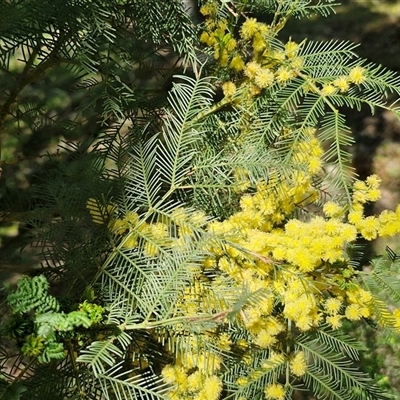 Acacia decurrens (Green Wattle) at Goulburn, NSW - 15 Sep 2024 by trevorpreston