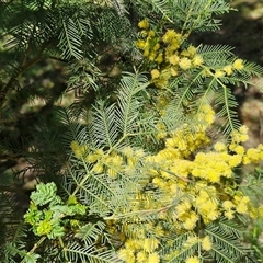 Acacia decurrens at Goulburn, NSW - 15 Sep 2024 10:50 AM