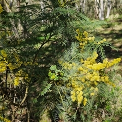 Acacia decurrens at Goulburn, NSW - 15 Sep 2024 10:50 AM