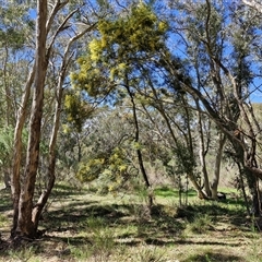 Acacia decurrens at Goulburn, NSW - 15 Sep 2024