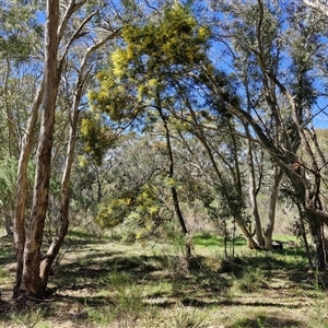 Acacia decurrens at Goulburn, NSW - 15 Sep 2024