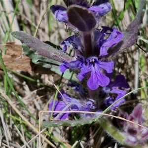 Ajuga australis at Goulburn, NSW - 15 Sep 2024