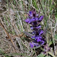 Ajuga australis at Goulburn, NSW - 15 Sep 2024 10:48 AM