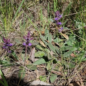 Ajuga australis at Goulburn, NSW - 15 Sep 2024 10:48 AM