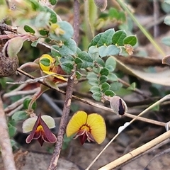 Bossiaea buxifolia at Goulburn, NSW - 15 Sep 2024