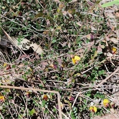 Bossiaea buxifolia at Goulburn, NSW - 15 Sep 2024