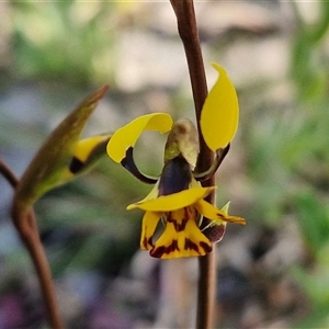 Diuris pardina at Goulburn, NSW - 15 Sep 2024