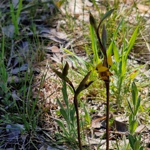 Diuris pardina at Goulburn, NSW - 15 Sep 2024