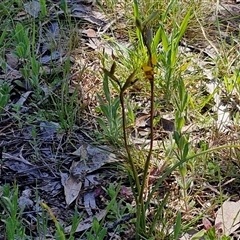 Diuris pardina at Goulburn, NSW - 15 Sep 2024