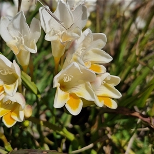 Freesia leichtlinii subsp. leichtlinii x Freesia leichtlinii subsp. alba at Goulburn, NSW - 15 Sep 2024 10:41 AM