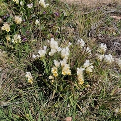 Freesia leichtlinii subsp. leichtlinii x Freesia leichtlinii subsp. alba at Goulburn, NSW - 15 Sep 2024 10:41 AM