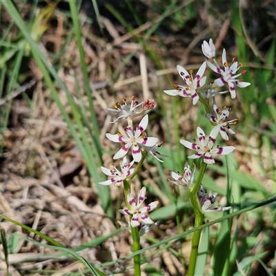 Wurmbea dioica subsp. dioica (Early Nancy) at Goulburn, NSW - 15 Sep 2024 by trevorpreston