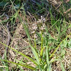 Wurmbea dioica subsp. dioica at Goulburn, NSW - 15 Sep 2024 10:40 AM