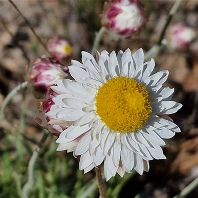 Leucochrysum albicans subsp. tricolor (Hoary Sunray) at Goulburn, NSW - 15 Sep 2024 by trevorpreston