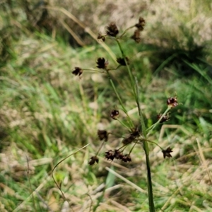 Luzula meridionalis at Goulburn, NSW - 15 Sep 2024