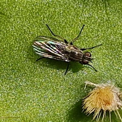 Unverified True fly (Diptera) - 1 Jan 1900 by trevorpreston