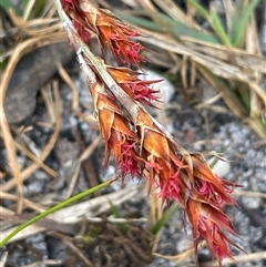 Baloskion australe (Mountain Cordrush) at Tianjara, NSW - 13 Sep 2024 by JaneR