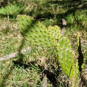 Opuntia sp. at Goulburn, NSW - 15 Sep 2024