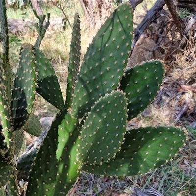 Opuntia sp. (Prickly Pear) at Goulburn, NSW - 15 Sep 2024 by trevorpreston