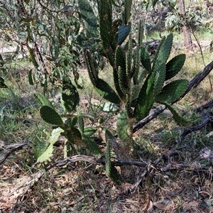 Opuntia sp. at Goulburn, NSW - 15 Sep 2024