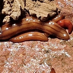 Anzoplana trilineata (A Flatworm) at Goulburn, NSW - 15 Sep 2024 by trevorpreston