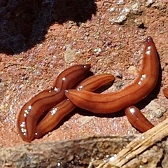 Anzoplana trilineata at Goulburn, NSW - 15 Sep 2024 10:29 AM